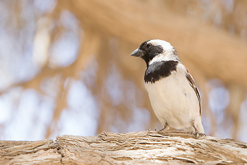 Image showing Cape Sparrow (Passer melanurus)