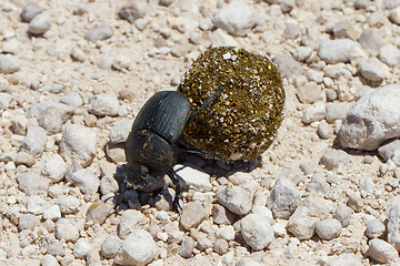 Image showing Dung beetle