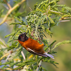 Image showing Southern Red Bishop busy building a nest