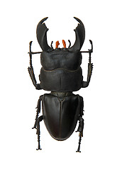 Image showing Beetle