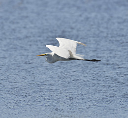 Image showing Great White Egret