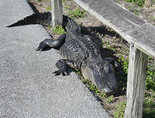 Image showing American Alligator