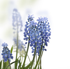 Image showing Muscari Flowers