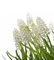 Image showing White Muscari Flowers