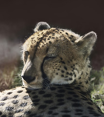 Image showing Resting Cheetah