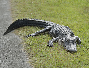 Image showing American Alligator