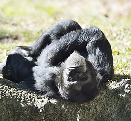 Image showing Black Chimpanzee