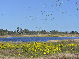 Image showing Florida Wetlands