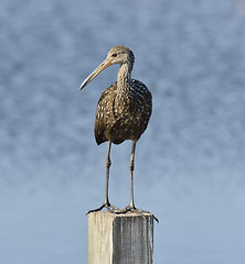 Image showing Limpkin Bird