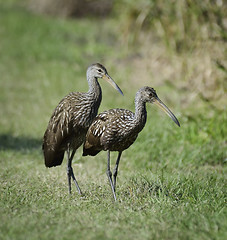 Image showing Limpkin Birds