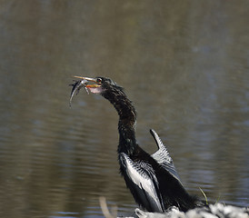 Image showing Anhinga Downing A Fish