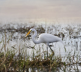 Image showing Great White Egret