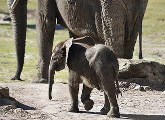Image showing Young African Elephant