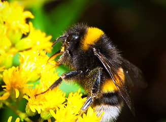 Image showing Bumblebee