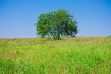 Image showing Tree and field