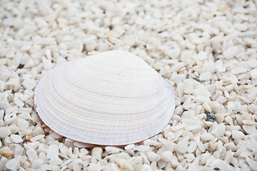 Image showing Seashells