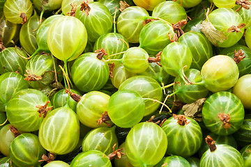 Image showing Gooseberries