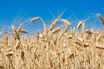 Image showing Wheat field