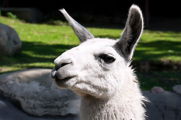 Image showing Llama