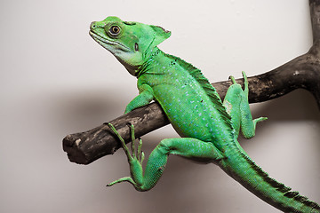 Image showing Plumed basilisk