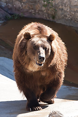 Image showing Bear