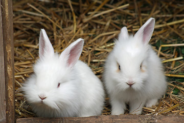 Image showing baby rabbits