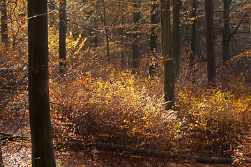 Image showing Autumn forest