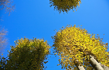 Image showing Autumn leaves