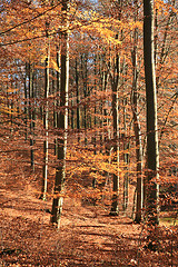 Image showing Autumn forest