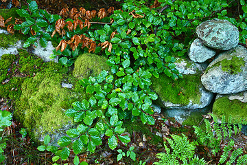 Image showing Nature in south Sweden