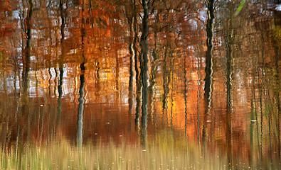 Image showing Autumn forest reflexion