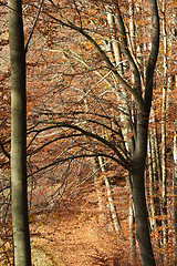 Image showing Autumn forest