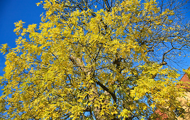 Image showing Autumn forest