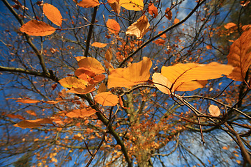 Image showing Autumn forest 