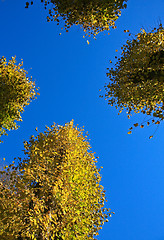 Image showing Autumn leaves