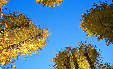 Image showing Autumn leaves