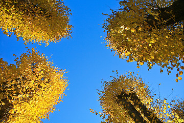 Image showing Autumn leaves