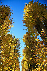 Image showing Autumn leaves