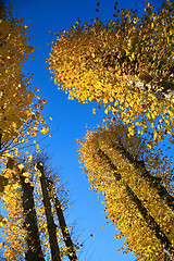 Image showing Autumn leaves