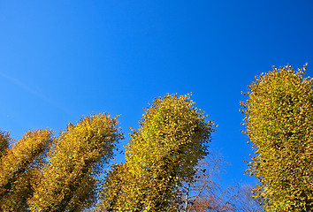 Image showing Autumn forest