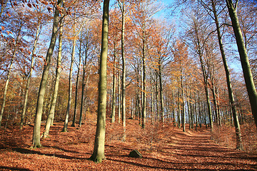 Image showing Autumn forest pople