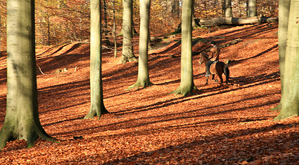 Image showing ride in a forest