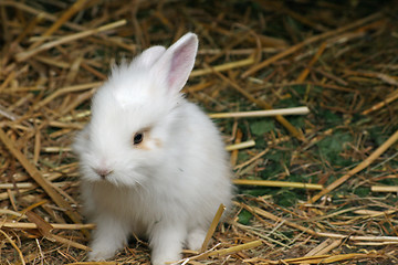 Image showing baby rabbit