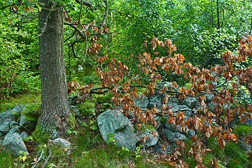 Image showing Nature in south Sweden