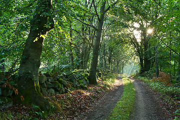 Image showing Nature in south Sweden