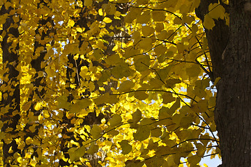 Image showing Autumn forest