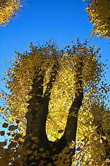 Image showing Autumn leaves