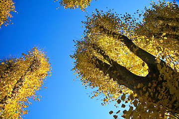 Image showing Autumn leaves