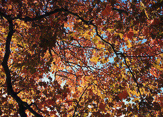 Image showing Autumn forest