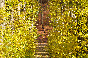 Image showing Autumn forest